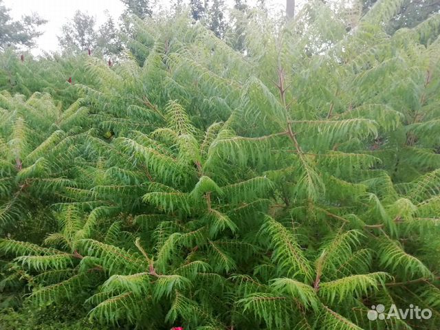 Сумах Оленерогий (северная пальма )