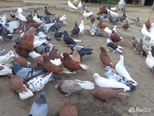 Продаются николаевские голуби купить на Зозу.ру - фотография № 2