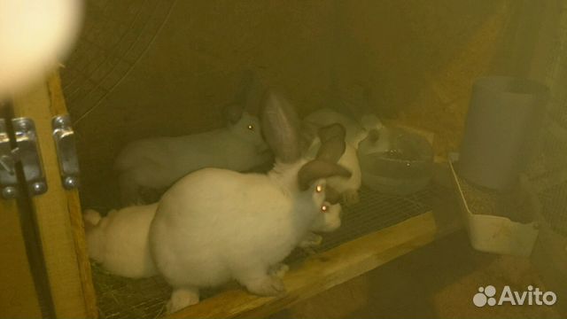 Калифорнийские крольчата купить на Зозу.ру - фотография № 1