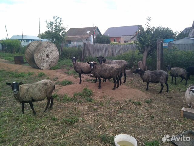 Овцы, ярки и баран на племя романовские