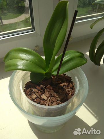 Орхидея (фаленопсис) детка