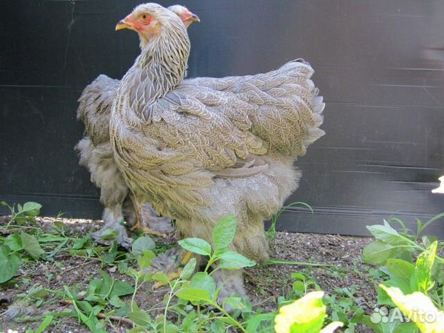Инкубационное яйцо куриное, уток, гусей, перепелок купить на Зозу.ру - фотография № 4