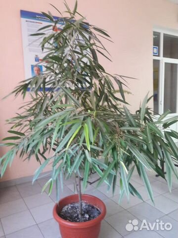 Цветы комнатные Цветы комнатные