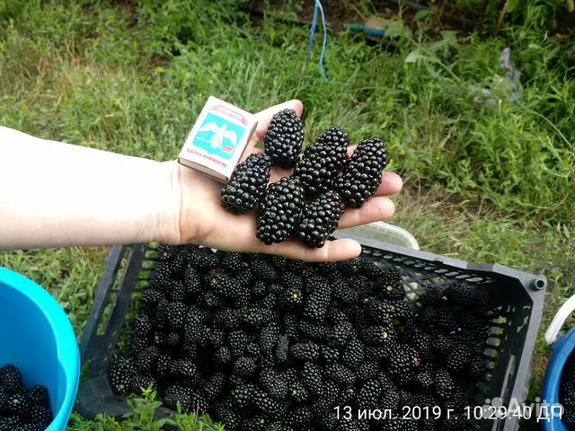 Купить Саженцы На Авито Во Владикавказе