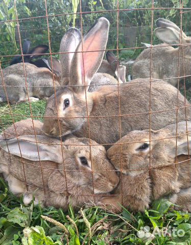 Кролики купить на Зозу.ру - фотография № 4