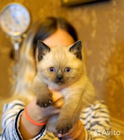Котята Британские 1 месяц купить на Зозу.ру - фотография № 6