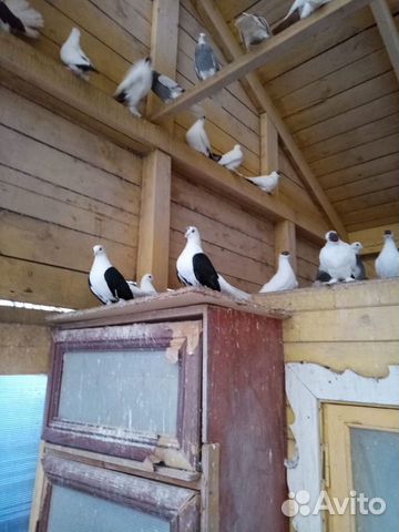 Продам голубей купить на Зозу.ру - фотография № 1