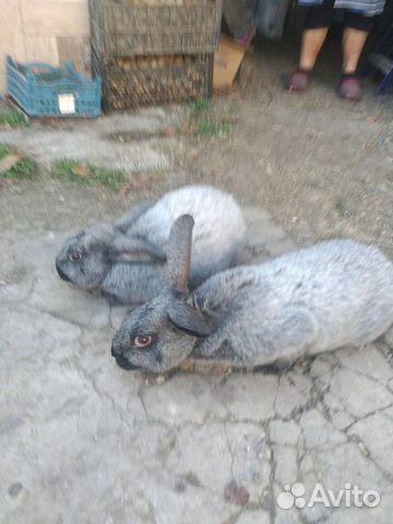 Кролики "серебро" купить на Зозу.ру - фотография № 5