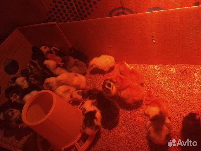 Продаются цыплята несушки купить на Зозу.ру - фотография № 3