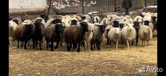 Овцы и бараны купить на Зозу.ру - фотография № 1