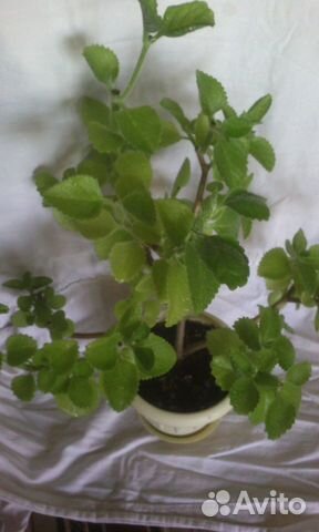 Плекрантус-шпороцветник (Мята декоративная)