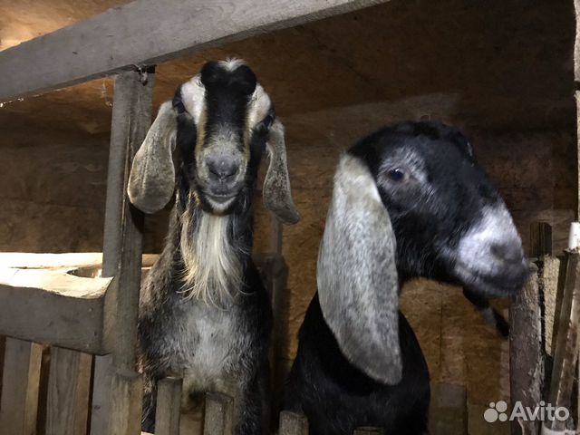 Семья нубийских коз: козел и коза купить на Зозу.ру - фотография № 3