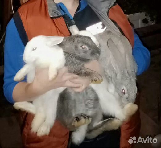 Кролики, фландеры, великаны купить на Зозу.ру - фотография № 6