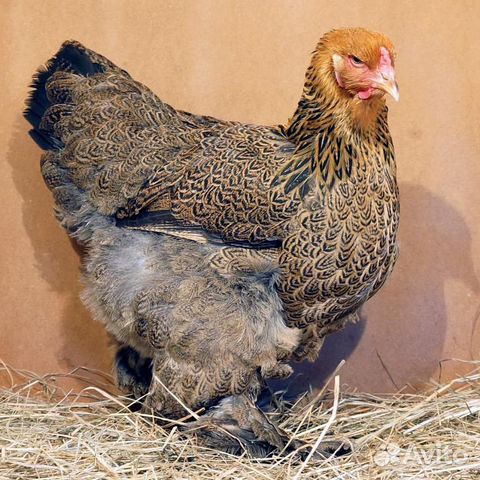 Инкубационное яйцо, цыплята купить на Зозу.ру - фотография № 5