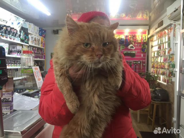 Сибирский рыжий кот 1,5года ласковый купить на Зозу.ру