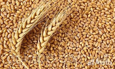 Продам пшеницу - 1500кг купить на Зозу.ру - фотография № 1