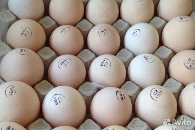 Инкубационное яйцо бройлер купить на Зозу.ру - фотография № 1