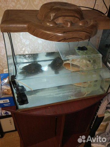 Террариум + красноухие черепахи купить на Зозу.ру - фотография № 3