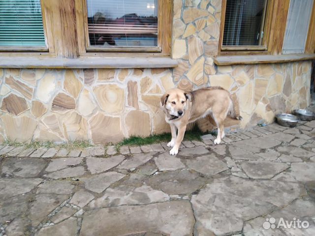 Отдадим в добрые руки красивых собак купить на Зозу.ру - фотография № 3