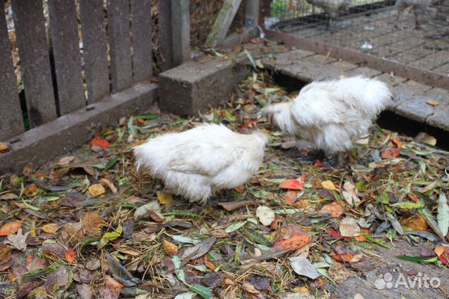 Курицы порода китайская шелковая купить на Зозу.ру - фотография № 1
