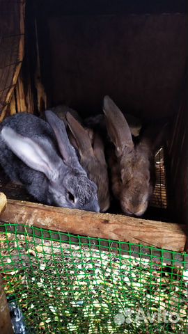 Кролики. Серый великан купить на Зозу.ру - фотография № 1