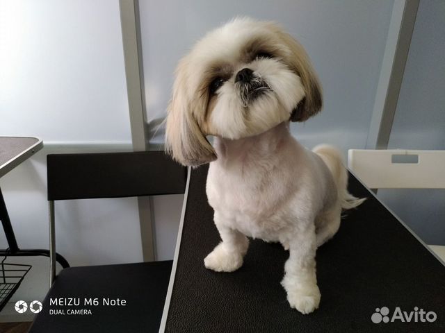 Стрижка собак и кошек