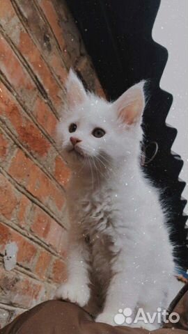 Кошка породы Мейн Кун купить на Зозу.ру - фотография № 2
