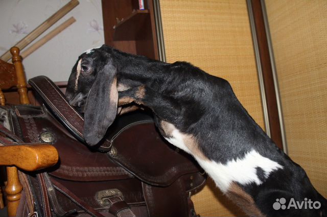 Англо-нубийские чистопородные козлята купить на Зозу.ру - фотография № 2