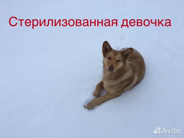 Собаки в свой дом купить на Зозу.ру - фотография № 2