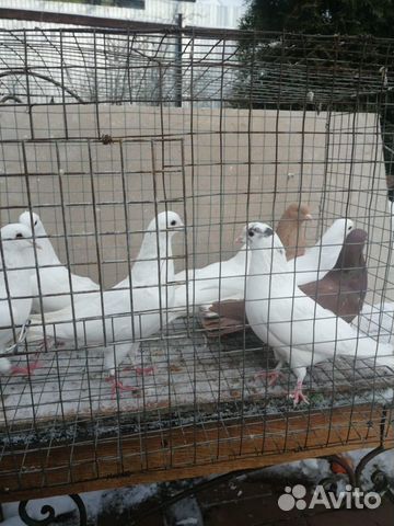 Бакинские бойные голуби купить на Зозу.ру - фотография № 7