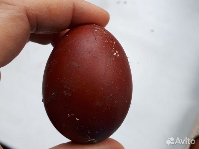 Инкубационное яйцо марана купить. Черный Маран яйца. Яйцо чёрно-медного Марана. Яйца Марана черно медного. Маран Медно черный яйцо.