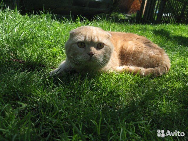 Кот, рыжий кот, вислоухий кот, умный кот, твой кот купить на Зозу.ру - фотография № 1