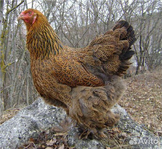 Продам куриц и петухов породы Брама купить на Зозу.ру - фотография № 1