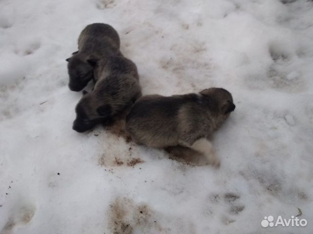 Продам щенков западно-сибирской лайки купить на Зозу.ру - фотография № 2