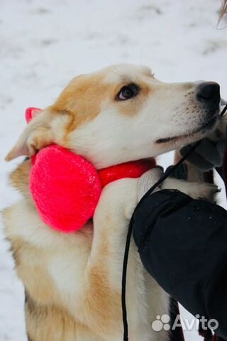 Отдам в хорошие руки, нежную собаку Эви