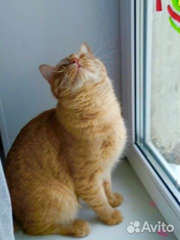 Котик в добрые руки