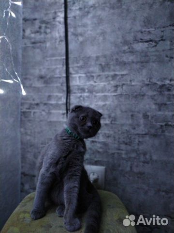 Продам Шотландского вислоухого котенка (девочка) купить на Зозу.ру - фотография № 1
