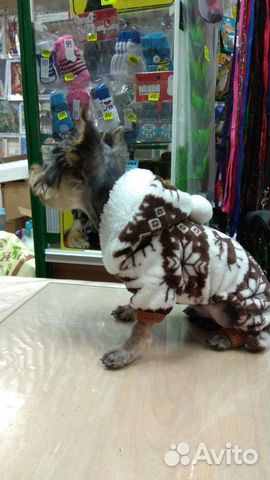 Одежда для собак и кошек купить на Зозу.ру - фотография № 2