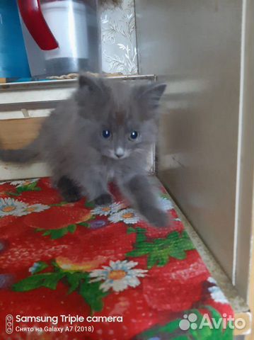 Котенок- котик купить на Зозу.ру - фотография № 1
