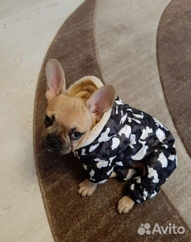 Комбинезон для собаки