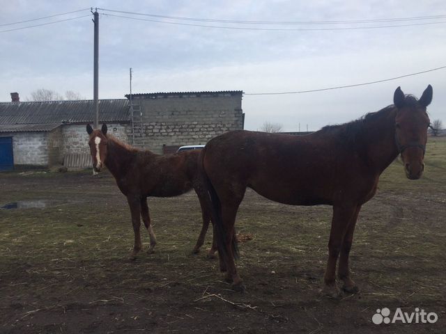Лошади Две кобылы купить на Зозу.ру - фотография № 4