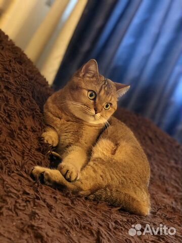 Кошка для вязки