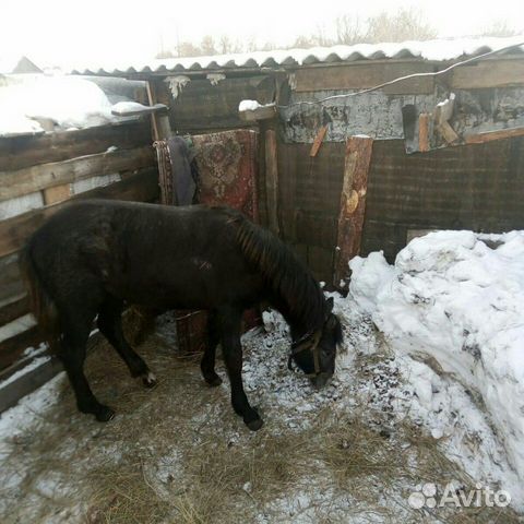 Кобыла год и 3 мес купить на Зозу.ру - фотография № 1