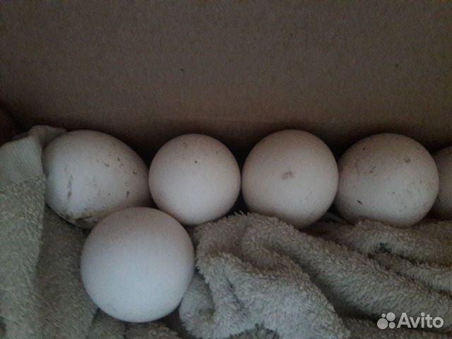 Гусь и гусиные яйца. Фото оплода гусиного яйца. Яйцо гуся инкубационное фото на 6 день. Купить гусиное яйцо на авито