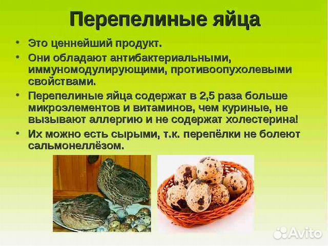 Инкубационное яйцо, цыплята, несушки, перепела купить на Зозу.ру - фотография № 8
