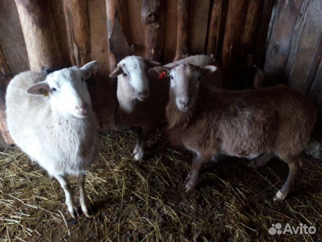 Овцы катумская порода купить на Зозу.ру - фотография № 2