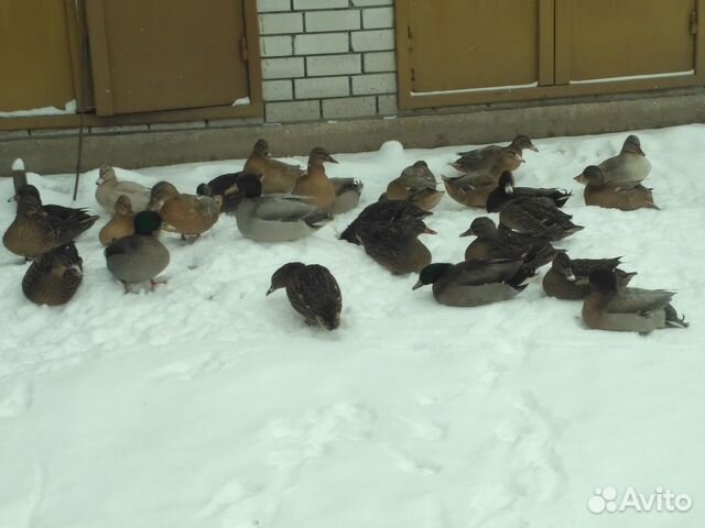 Подсадные утки купить на Зозу.ру - фотография № 3