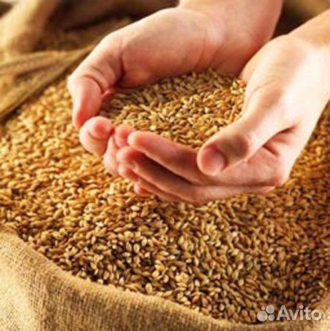Продам зерно, сено, солому купить на Зозу.ру - фотография № 1