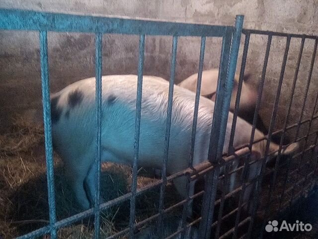 Свиньи на мясо купить на Зозу.ру - фотография № 2