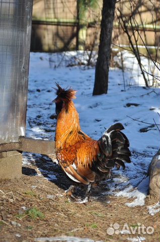 Инкубационное яйцо и цыплята павловской породы кур купить на Зозу.ру - фотография № 5